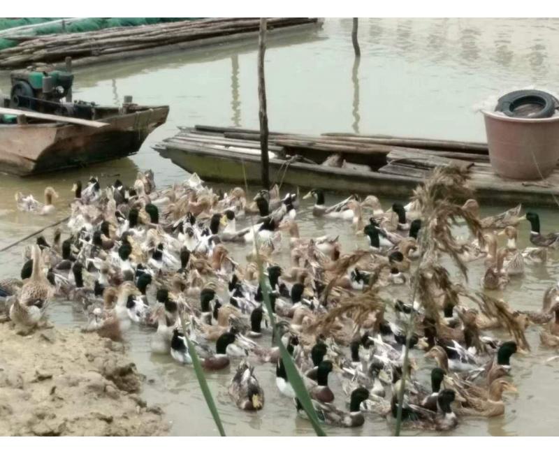 純放養(yǎng)青頭鴨、三那土雞、鳳尾菇 原生態(tài)產品